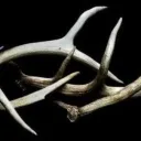 𝐇𝐞𝐫𝐞 𝐈𝐧 𝐓𝐡𝐞 𝐅𝐨𝐫𝐞𝐬𝐭  |  18+ Discord Server