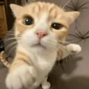 NVY