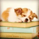 ୧ The Library ˚.