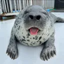 (ARCHIVED) Rivers Seal Cult