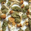 Entheogen Apothecary