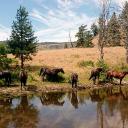 IRONCREEK || Bands of the basin