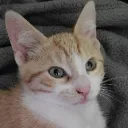 The Haunted Forest's icon