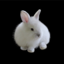 White Rabbit [TBP server] Discord server icon