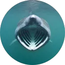 Shark Games