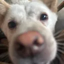 BOCIL ROBLOX Discord server icon