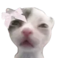 Meow