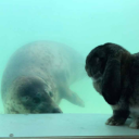 Bnuuy and seals posting Discord server icon