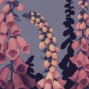 𓇢𓆸 Foxglove Valley Discord server icon