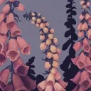 𓇢𓆸 Foxglove Valley