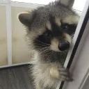 Racoons lovers