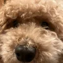 かさーばー