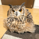 RUPEFALL Discord server icon