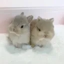 /bunbun