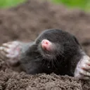 Mole Kingdom