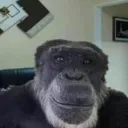 MONKEY ZONE