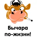 Boyarych Shop