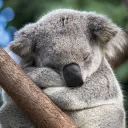 Koala Bear Tutoring