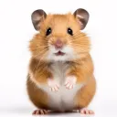 .hamster clan