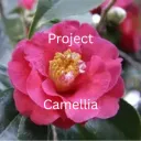 PROJECT CAMELLIA