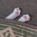 りり鯖