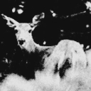 ⏝        ࣫       𝙷𝙰𝚄𝙽𝚃𝙴𝙳       𝐕𝐄𝐈𝐋. Discord server icon