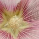 💐 'memories ꫂ᭪ tag + 37k more for free icn vault gwys