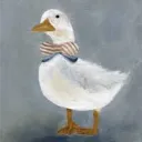 Duck portfólio