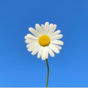 《𝔻𝕒𝕚𝕤𝕪》 Discord server icon