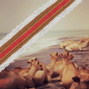 elays #FREEMAGUIRE Discord server icon