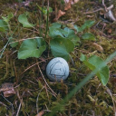 The den🐾 Discord server icon