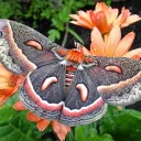moth-cocoon