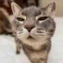 🐈 ⋆˚࿔ Da Cat Gang 𝜗𝜚˚⋆ 🐈