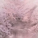 ⋆˚✿🌸𐙚⋆˚ʙᴇʀʀʏʙʟᴜꜱʜ ᴄᴏᴛᴛᴀɢᴇ˚⊱🪷⊰˚