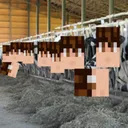 DiamondWalker Farm