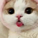 Kitty Club