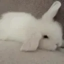 Bunni🐇 #Decale