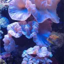 𓆝 the coral reef 𓇼 Discord Server Icon