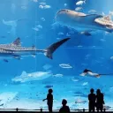 The aquarium