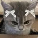 Server Avatar