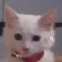 Gatito Discord server icon