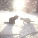 ⋆°. 𝙲𝚊𝚎𝚕𝚒𝚝𝚑𝚛𝚊  ୨୧  ( ˶ˆᗜˆ˵ )