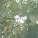 ✦ — SWEET SAVOUR