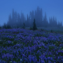 HIDDEN LANDS