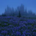 '*•.¸♡HIDDEN LANDS♡¸.•*'