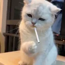 𝗩𝗗𝗥 | 𝗥𝗧𝗦 𝗣𝗞