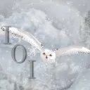 DISBANDED Ice Owls Inc. Open Tundra