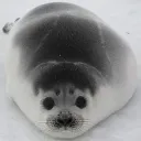 The Sybau Seals