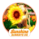 《💛》𝐒𝐮𝐧𝐬𝐡𝐢𝐧𝐞 𝐒𝐮𝐧𝐫𝐚𝐲𝐬 𝒪𝒮