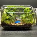 my evil terrarium